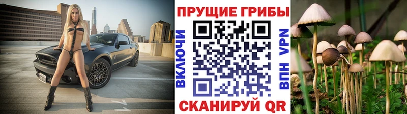 купить   Пионерский  Псилоцибиновые грибы Psilocybine cubensis 