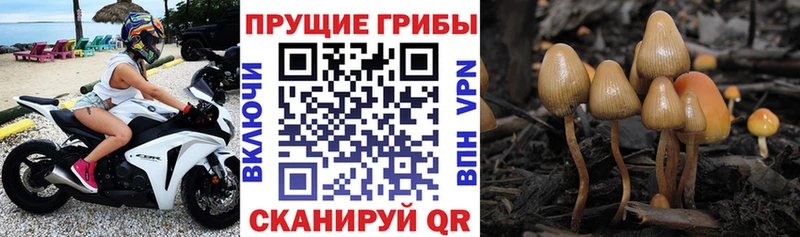 Псилоцибиновые грибы Psilocybine cubensis Пионерский